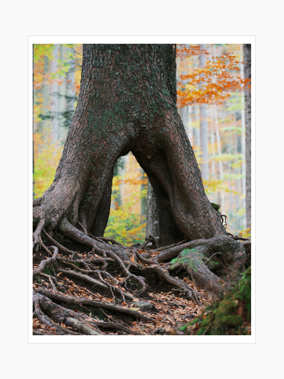 Max Schiefele Alle Bilder  DSF4180